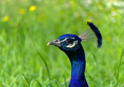 burung-merak 22 senarai